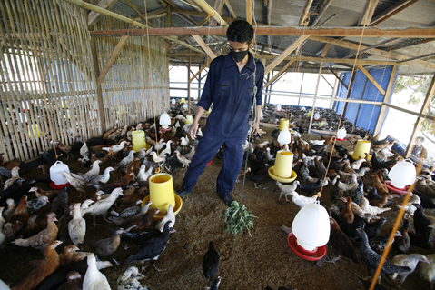 EPI-WIN digest 1 - Influenza: avian influenza H5: its evolution and associated risk