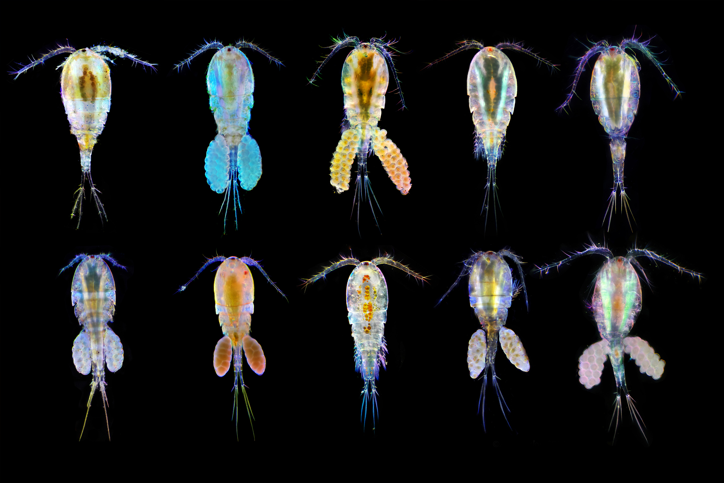 Different species of copepods (c) Andrei Savitsky