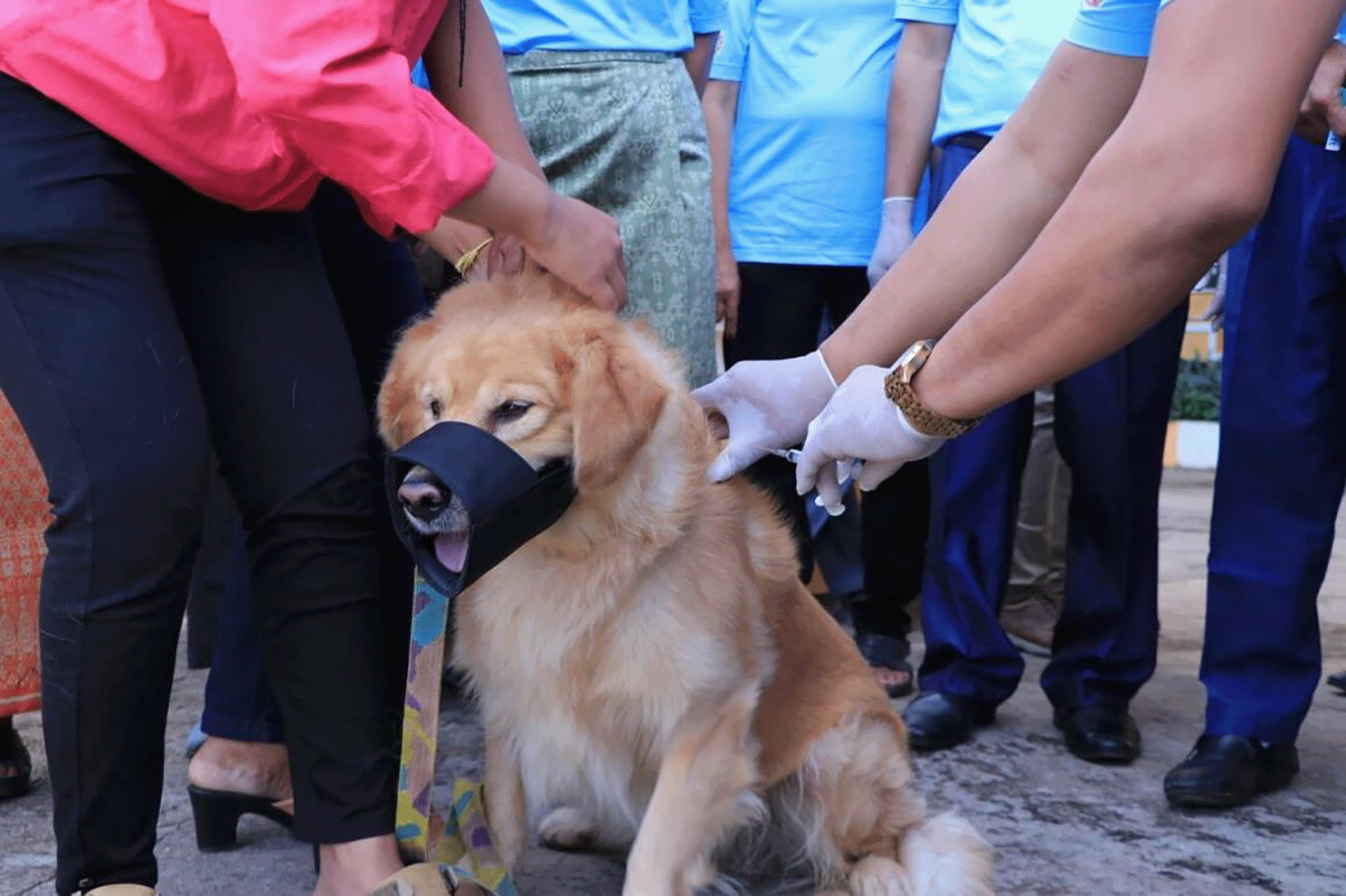 Cambodia achieved a great feat by successfully completing the largest government-led mass dog vaccination campaign to date.