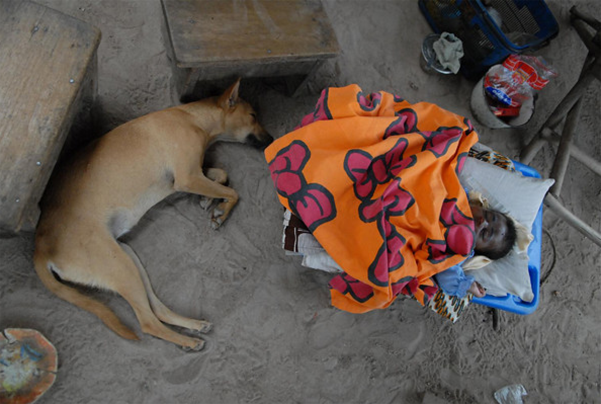 Daily-life with animals