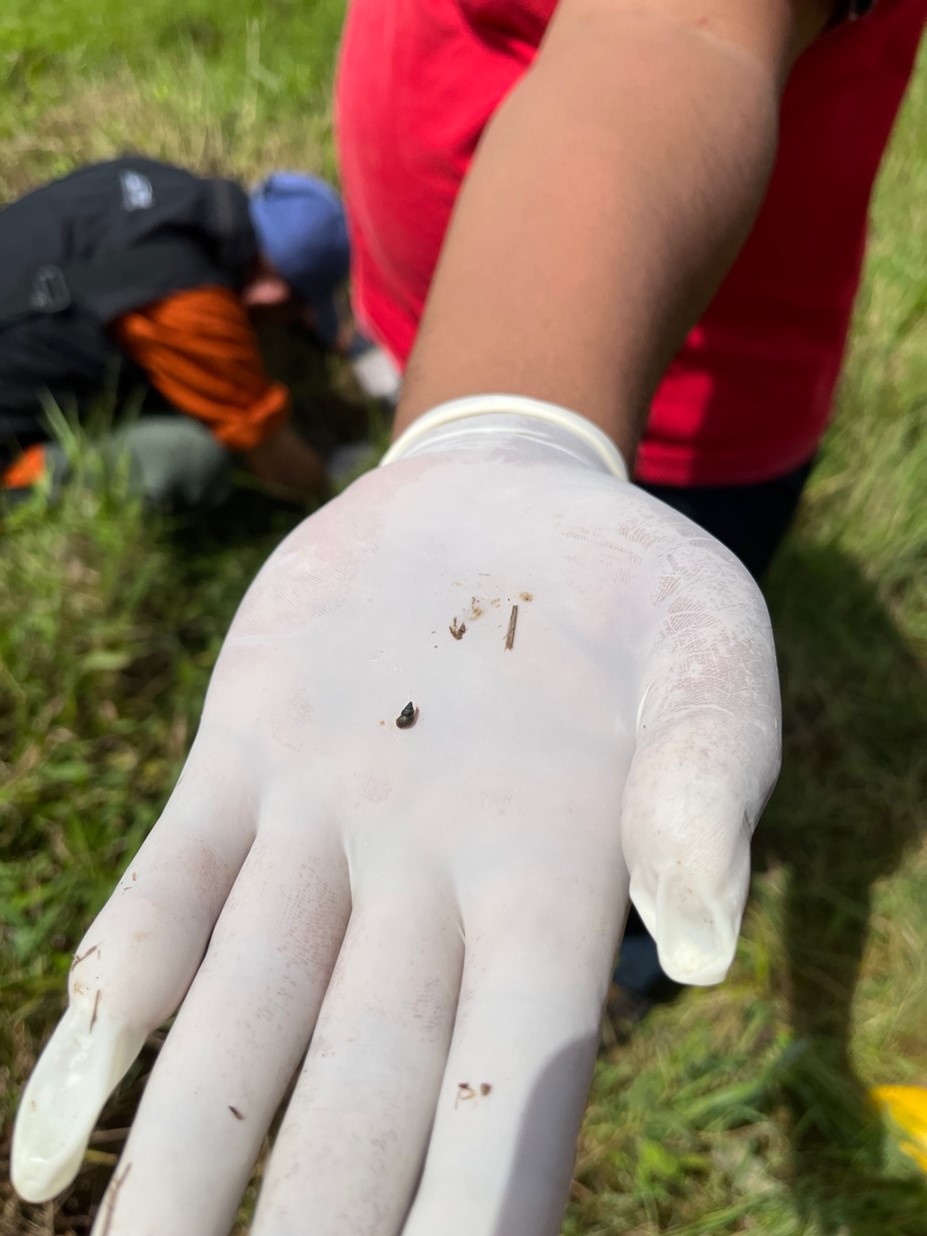 Small snails that serves as an intermediate host of schistosomiasis, on a gloved palm.