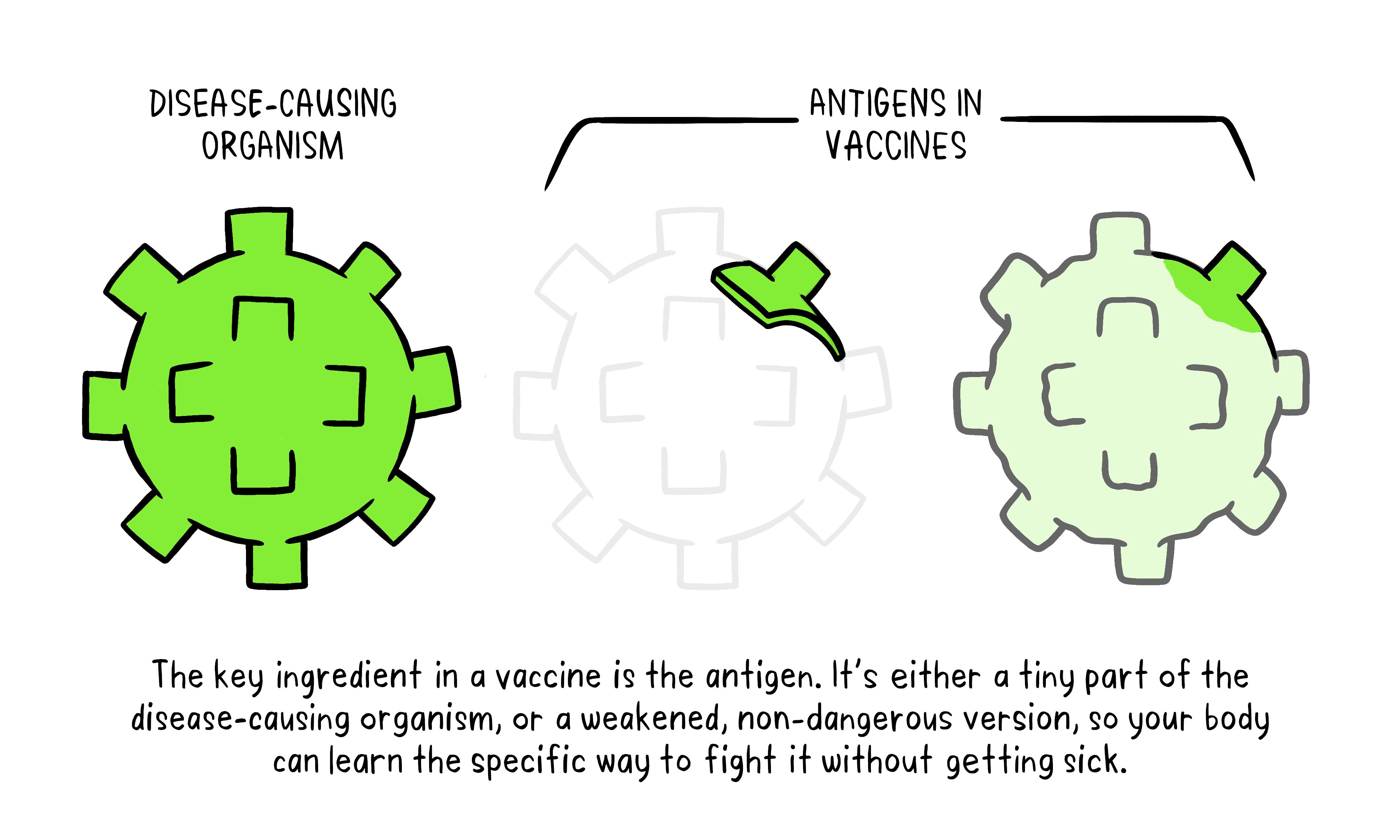 Vaccines topic 2 01 Vaccine Antigens