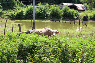 20171016-construct-pens-for-animals